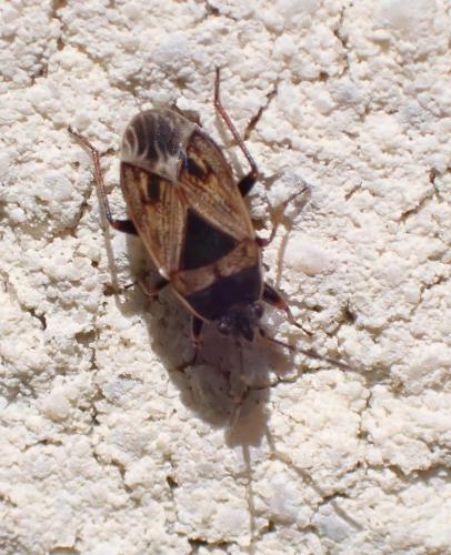 Réf. 321 186 : Trapezonotus ullrichi